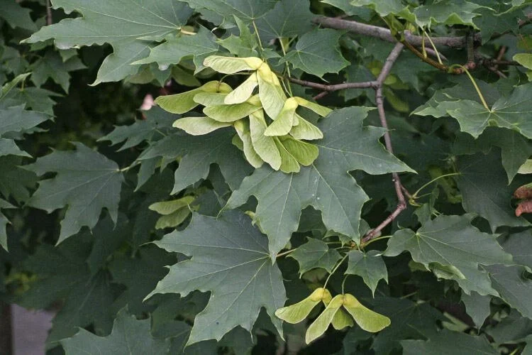 <p>Acer platanoides</p>