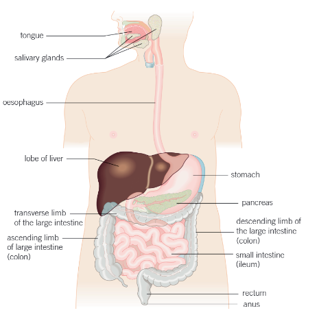 <p><strong>oesophagus</strong>- carries food from the mouth to the stomach</p><p><strong>liver-</strong>produces bile<br><strong>gallbladder- </strong>stores bile</p><p><strong>pancreas-</strong></p><p><strong>stomach</strong>- muscular sac with an inner layer that produces enzymes. Stores and digests foods, especially proteins. Has glands that produce protein-digesting enzymes</p><p><strong>ileum(small intestine)- </strong>long muscular tube where food is further digested by enzymes. Inner walls are folded into villi to increase surface area. Microvilli- projections on the epithelial cell of each villus to increase SA for absorption into bloodstream.  This increases SA, decreases diffusion distance and maintains the conc gradient</p><p><strong>large intestine-</strong> absorbs water, most of the water that is absorbed is from gland secretions</p><p><strong>rectum-</strong> final section of the instestines, where feces are stored before being removed via the anus in egestion</p>