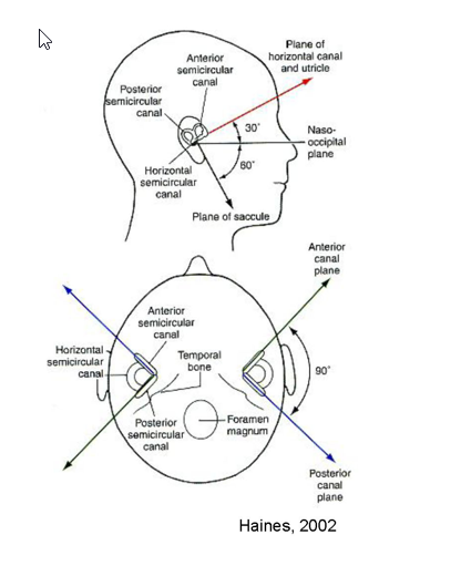 <ul><li><p>Plane of horizontal (lateral) canal and utricle</p><ul><li><p><strong><em><u>30 degrees from nasooccipital plane</u></em></strong></p></li></ul></li><li><p>planes of anterior canal and posterior canal</p><ul><li><p><strong><em><u>90 degrees apart</u></em></strong></p></li></ul></li></ul><p></p>