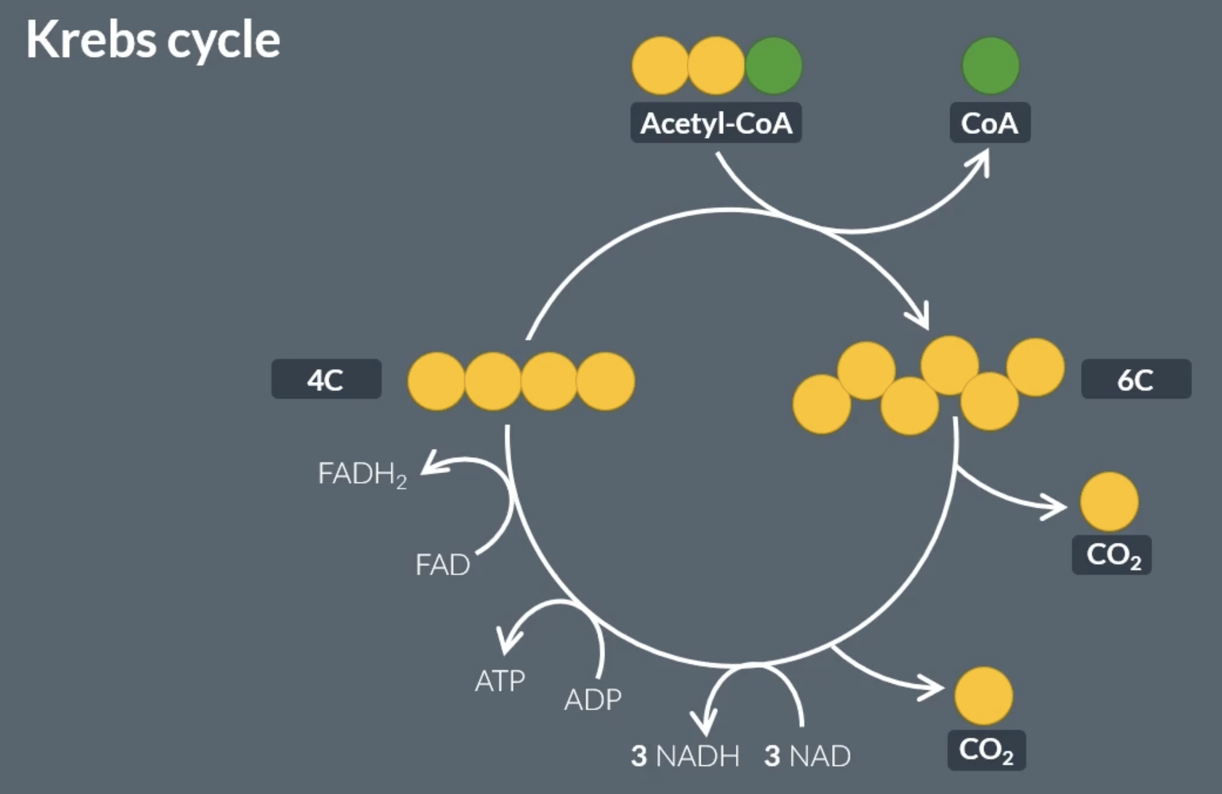 <ol><li><p>acetyl CoA enters the Krebs cycle</p></li><li><p>it reacts with a 4C molecule, which forms a 6C molecule called citrate</p></li><li><p>CoA is removed and returns back to the link reaction</p></li><li><p>the 6C molecule looses 2 carbons in the form of CO2</p></li><li><p>an ATP molecule is formed by substrate level phosphorylation</p></li><li><p>3 NAD molecules are reduced to form 3 NADH molecules</p></li><li><p>1 FAD molecule is reduced to form 1 FADH<sub>2</sub> molecule</p></li></ol><p>takes place in the mitochondria</p><p>products of Krebs cycle:</p><p>-CO2 ×2</p><p>-ATP x1</p><p>-NADH x3</p><p>-FADH<sub>2</sub> x1</p><p>→ this is not per glucose molecule because <span>the Krebs cycle turns twice for every glucose molecule</span></p><p></p>
