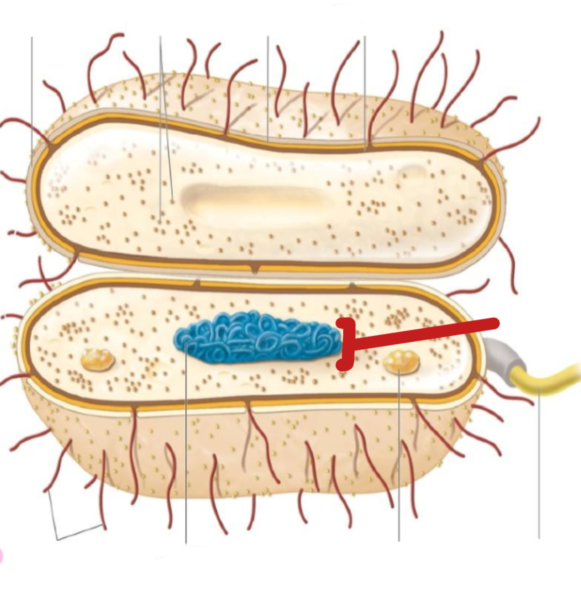 <p>nucleoid</p>