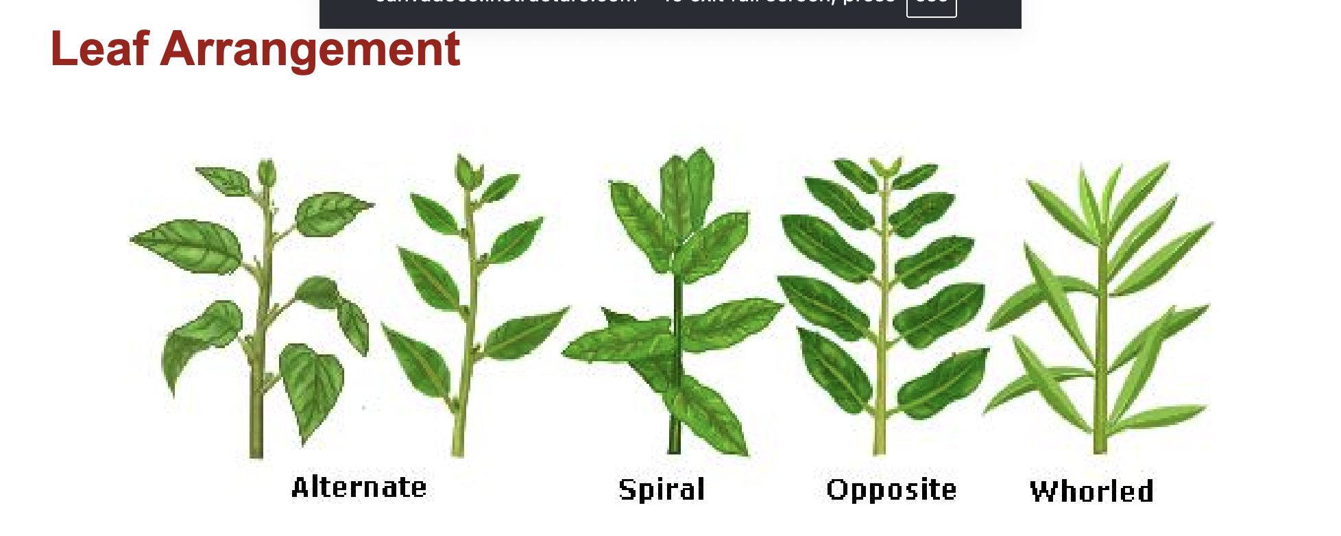 <p>Alternate, Spiral, Parallel, Whorled (3+)</p>