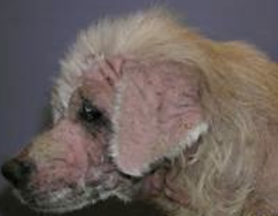 <img src="blob:null/5741a0f8-9be6-4b6d-8965-d2a047f36970" width="211" height="164"><p>On Ventrum, elbows, ears, and hocks. Pineal pedal reflex, deep skin scraping, intense puritus, scaly, crusty</p>