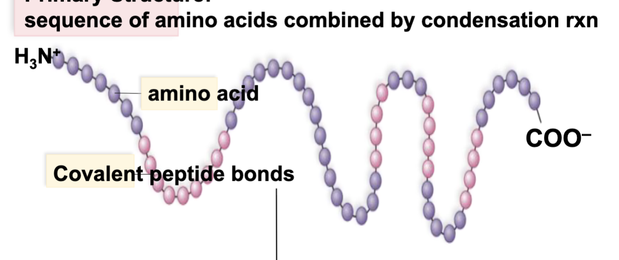 <ol><li><p>the linear order of amino acids</p></li></ol><p></p>