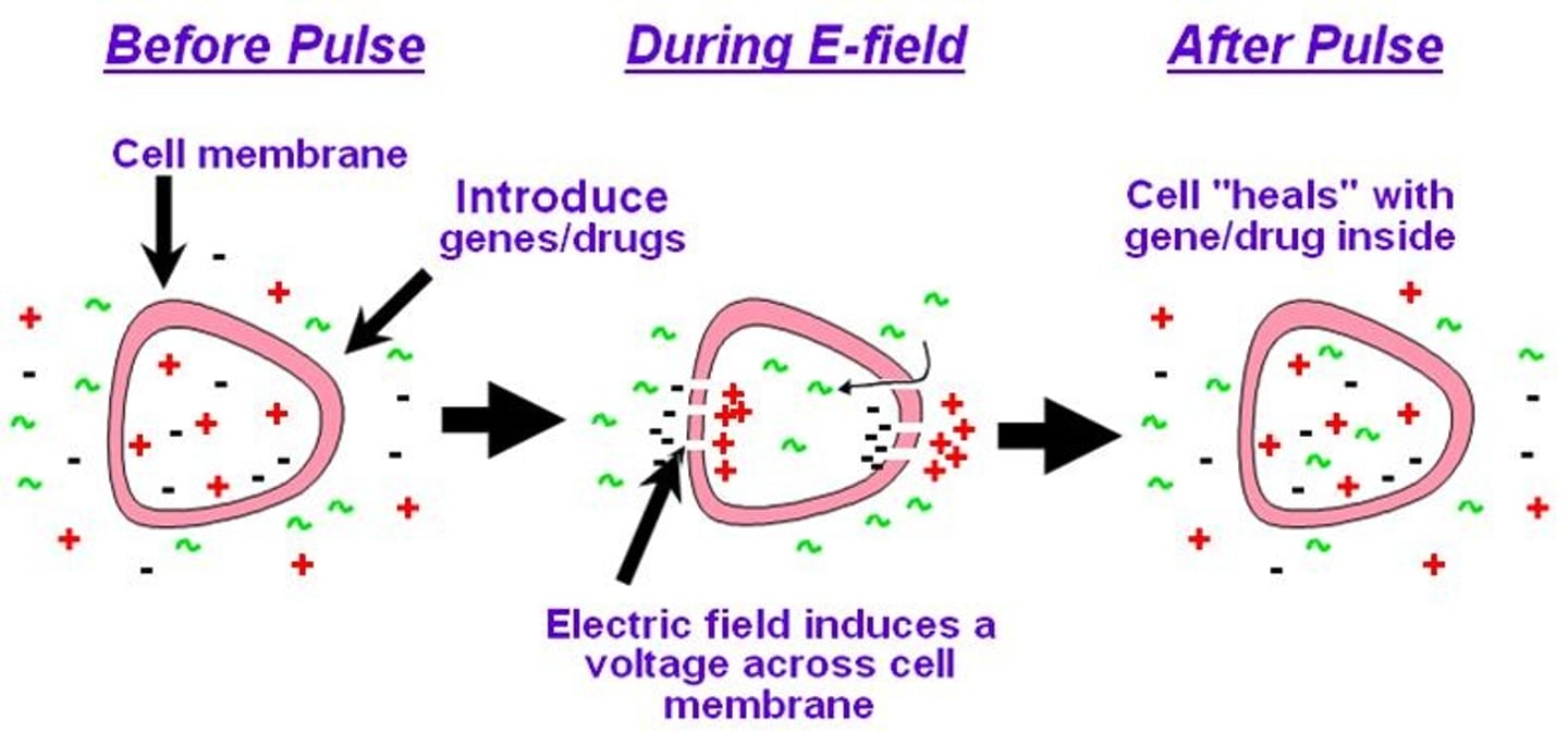 <p>In an alternative method, cells incubated with the plasmid DNA are subjected to a high-voltage pulse. This approach, called electroporation, transiently renders the bacterial membrane permeable to large molecules.</p>