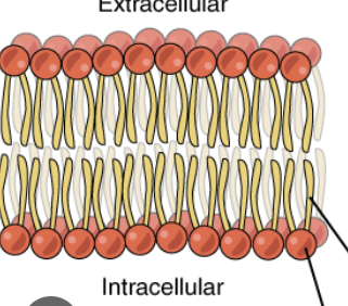 <p>Plasma Membrane</p>