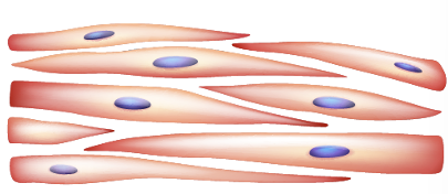 <p>Smooth muscle</p>