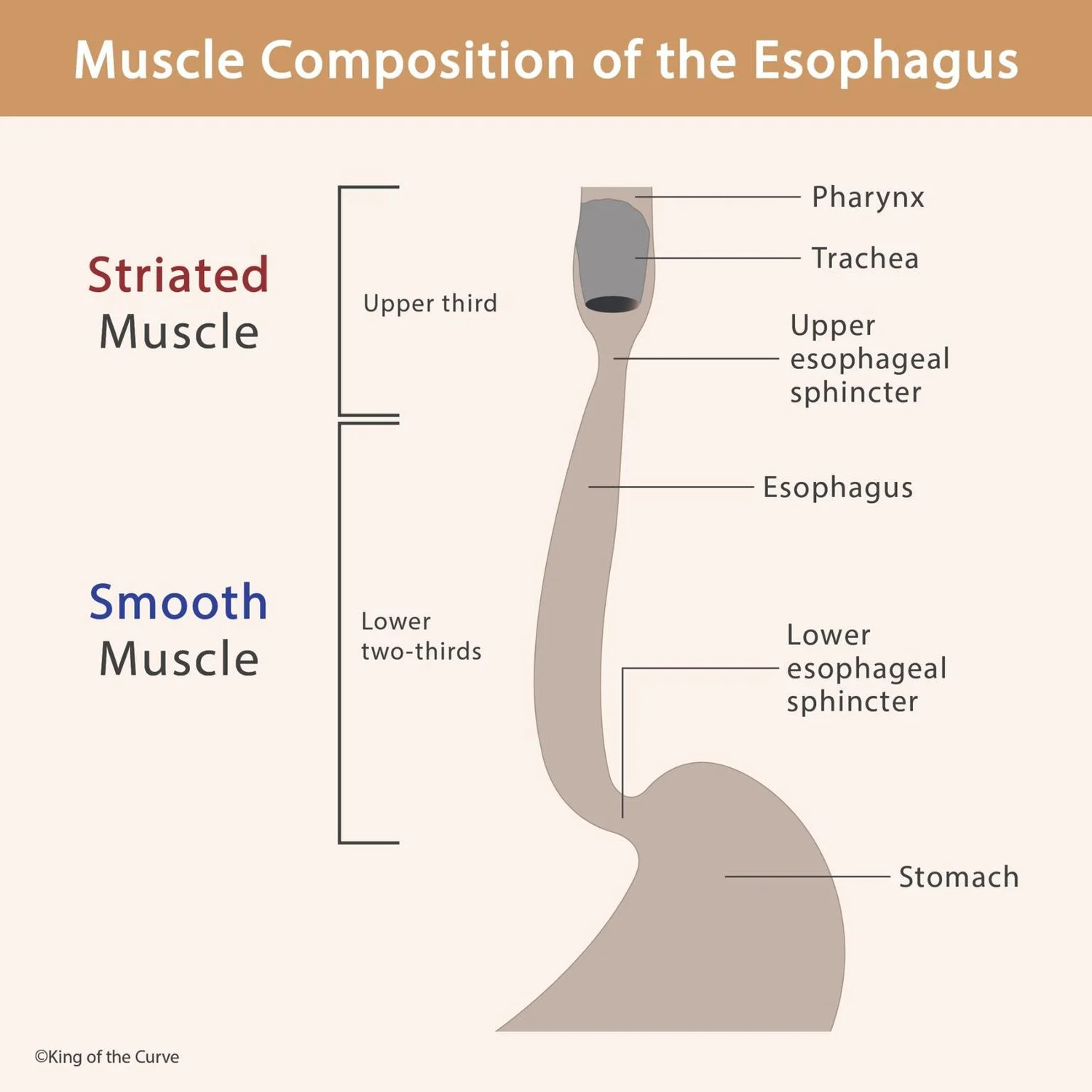 <p>Answer: Smooth muscle.</p><p>Extra Information:</p><ul><li><p>Gastric motility is therefore controlled through autonomic and enteric mechanisms rather than somatic motor pathways.</p></li></ul><p></p>