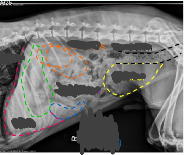 <p>Identify the anatomy on this normal lateral radiograph</p>