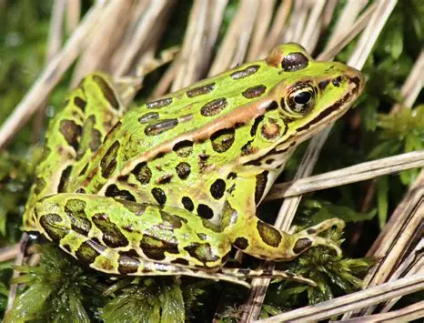 <p>What Amphibian is this?</p>