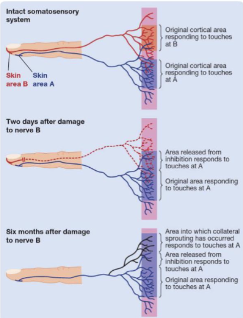 <p><span style="background-color: inherit; line-height: 19.55px; color: windowtext;">Removing a damaged inhibitory pathway can unmask latent connections in spared tissue</span><span style="line-height: 19.55px; color: windowtext;">&nbsp;</span></p>