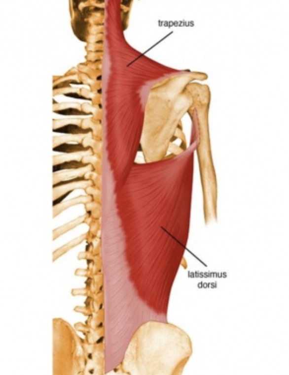 <p>trapezius (3 parts), latissimus dorsi</p>
