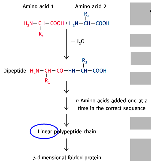 <ul><li><p>2 AAs = Dipeptide</p></li><li><p>3 AAs = Tripeptide</p></li><li><p>approx. 50 AAs = oligopeptide</p></li><li><p>>50 AAs = polypeptide</p></li><li><p>1 or more polypeptide(s) = a biologically active protein</p></li></ul><p>*Correct folding assisted by chaperone proteins</p>