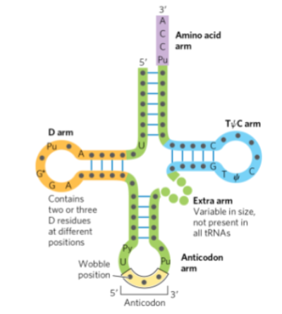 <p>the anticodon arm (or loop)</p><p>b. the TC arm</p><p>c. the dihydrouracil arm (D arm)</p><p>d. the 3' (CCA) and 5' ends of the tRNA molecule</p><p>e. the position at which the amino acid is attached</p><p>f. regions that are hydrogen bonded</p>