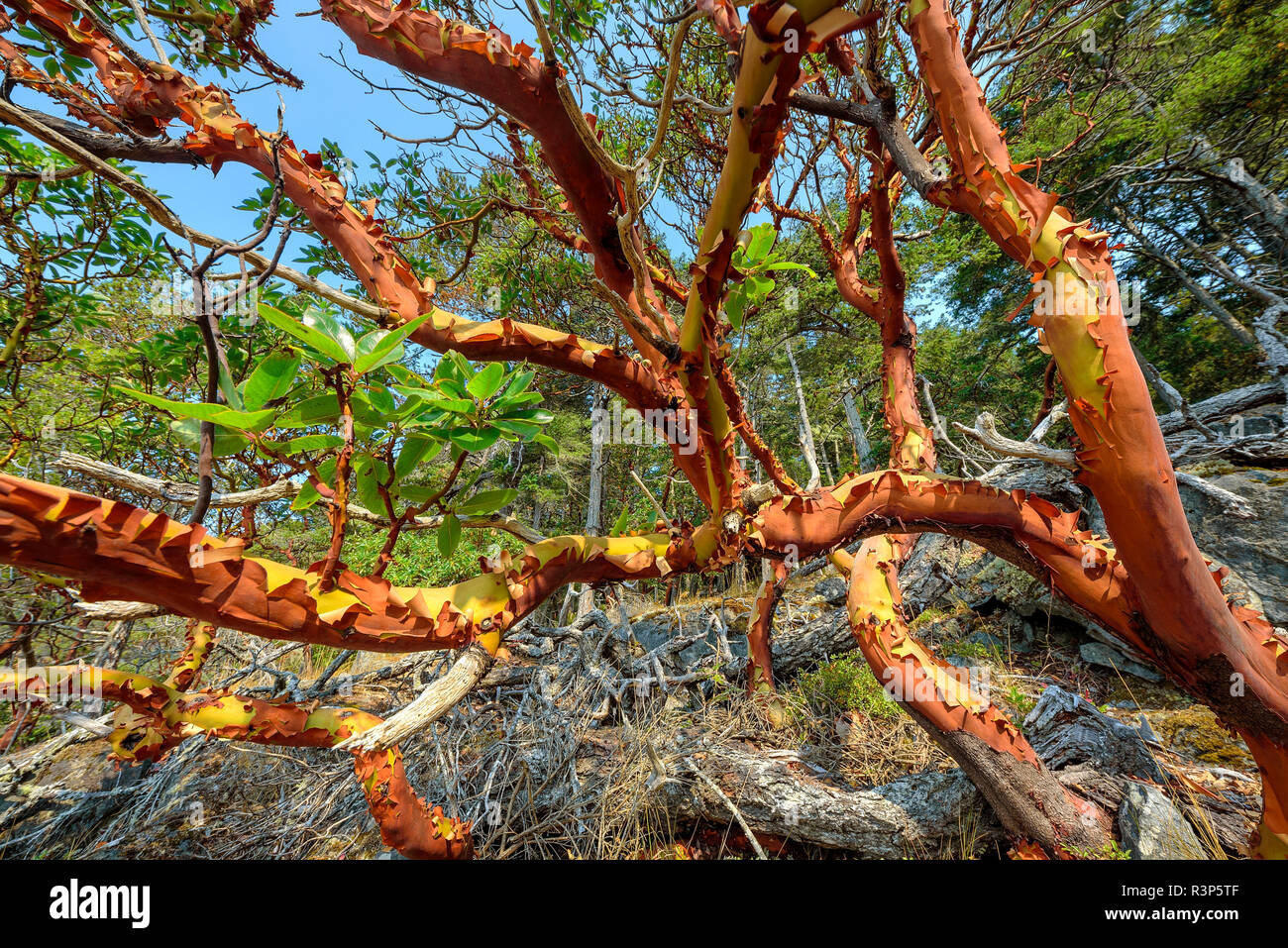 <p>arbutus menziesii</p>