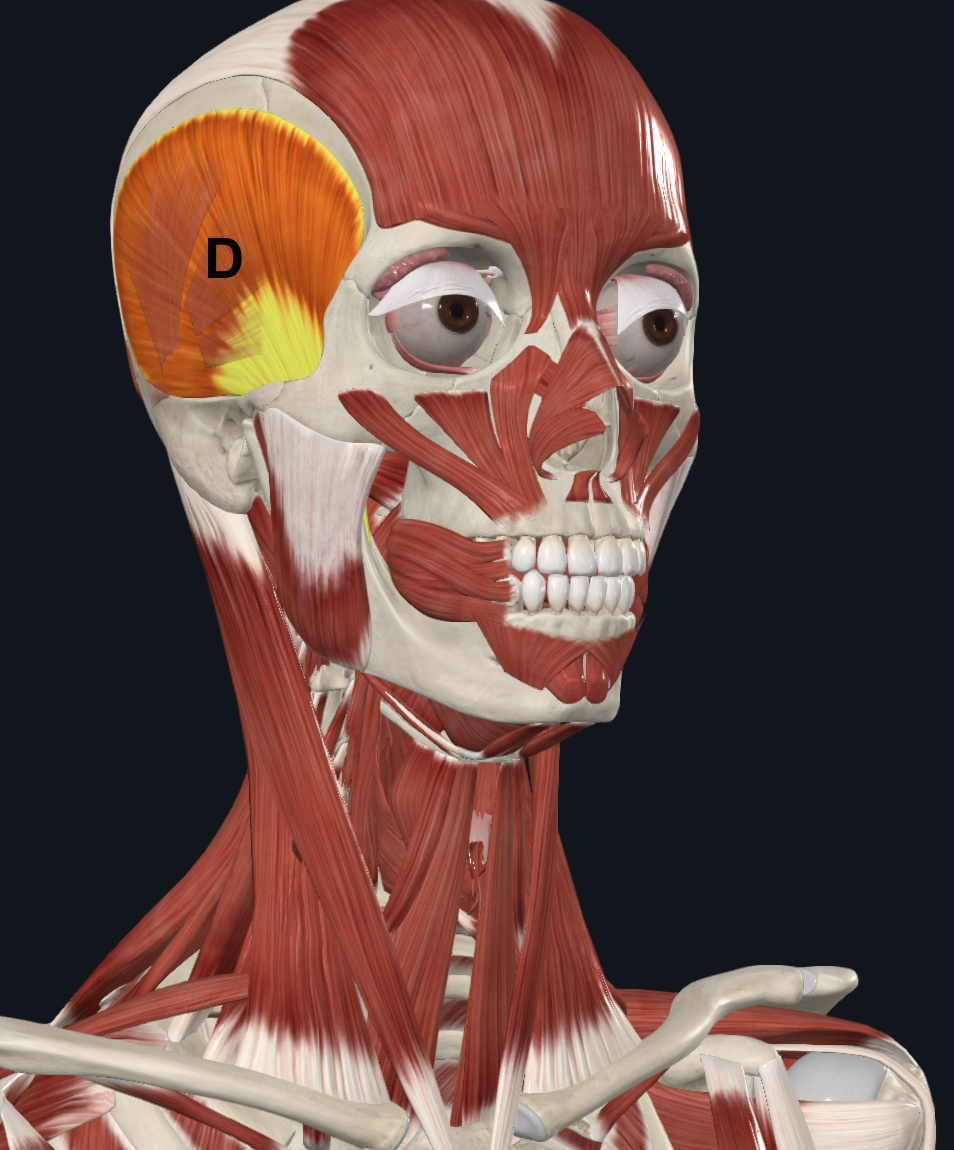 <p>D</p>
