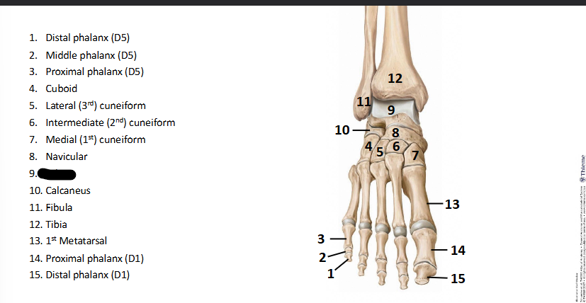 <p>What bone landmark of <strong>Foot?</strong></p>