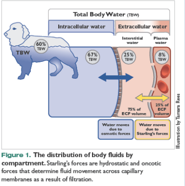 <p>Three major compartments:</p><p>• Intracellular Fluid (ICF).</p><p>• Interstitial Fluid (Part of ECF).</p><p>• Plasma Fluid (Part of ECF).</p><p></p><p>Intracellular Fluid – fluid within all the cells of the body.</p><p>• Separated by plasma membrane.</p><p>• Permeable to water (via aquaporins).</p><p>• Impermeable to ions (except by specific channels and pumps).</p><p>• Impermeable to proteins.</p><p></p><p>Interstitial Fluid (ISF) or tissue fluid is a solution that bathes and surrounds the cells of multicellular animals.</p><p>• It is the main component of the extracellular fluid (ECF), which also includes plasma and transcellular fluid.</p><p></p><p>Plasma Fluid – main constituent of blood.</p><p>• Separated by capillary walls.</p><p>• Permeable to all but large proteins</p>