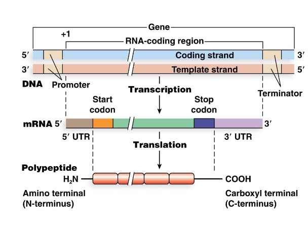 <p>Boundaries of translation are defined by a <strong>start codon</strong> that corresponds to the N-terminus of the protein and a <strong>stop codon</strong> that is immediately after the C- terminus</p><ul><li><p>The <strong>5’ untranslated region</strong> <strong>(5’ UTR)</strong> and the <strong>3’ untranslated region (3’ UTR)</strong> are segments of the mRNA outside of the translated regions</p></li></ul><p></p>