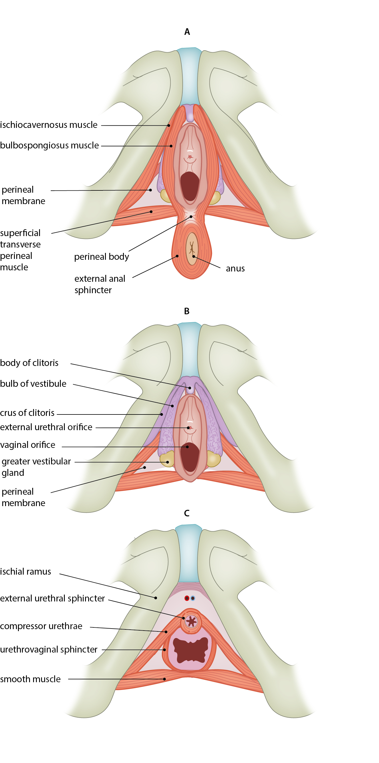 <p>compressor urethrae</p>
