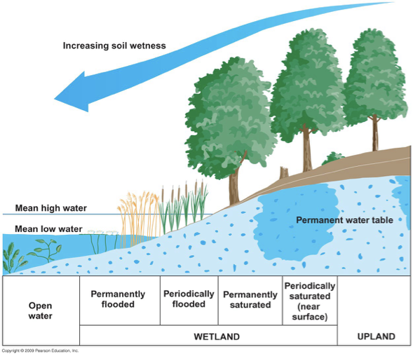 <p>Freshwater wetlands</p>