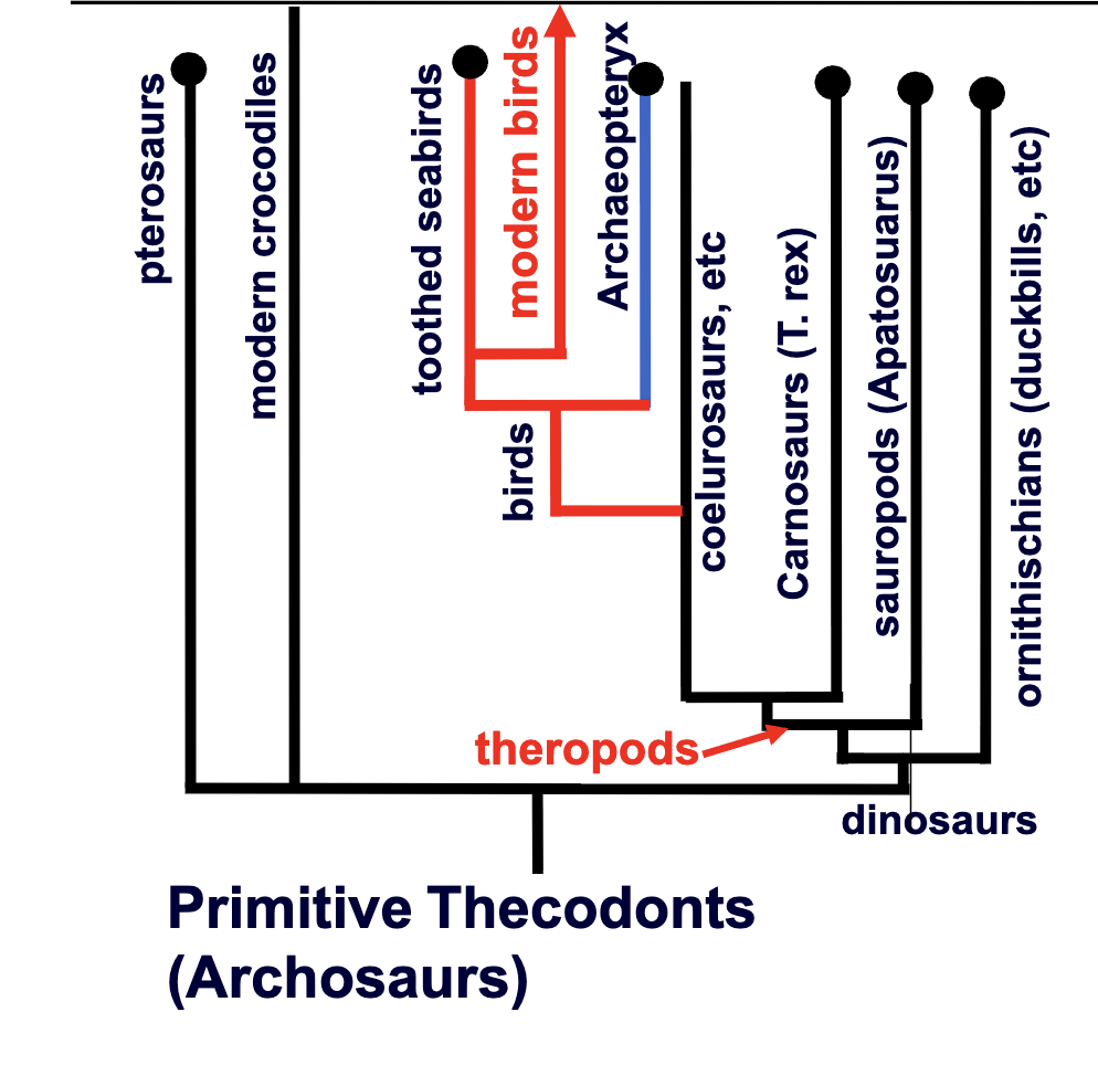 <p>Theropod hypothesis </p>
