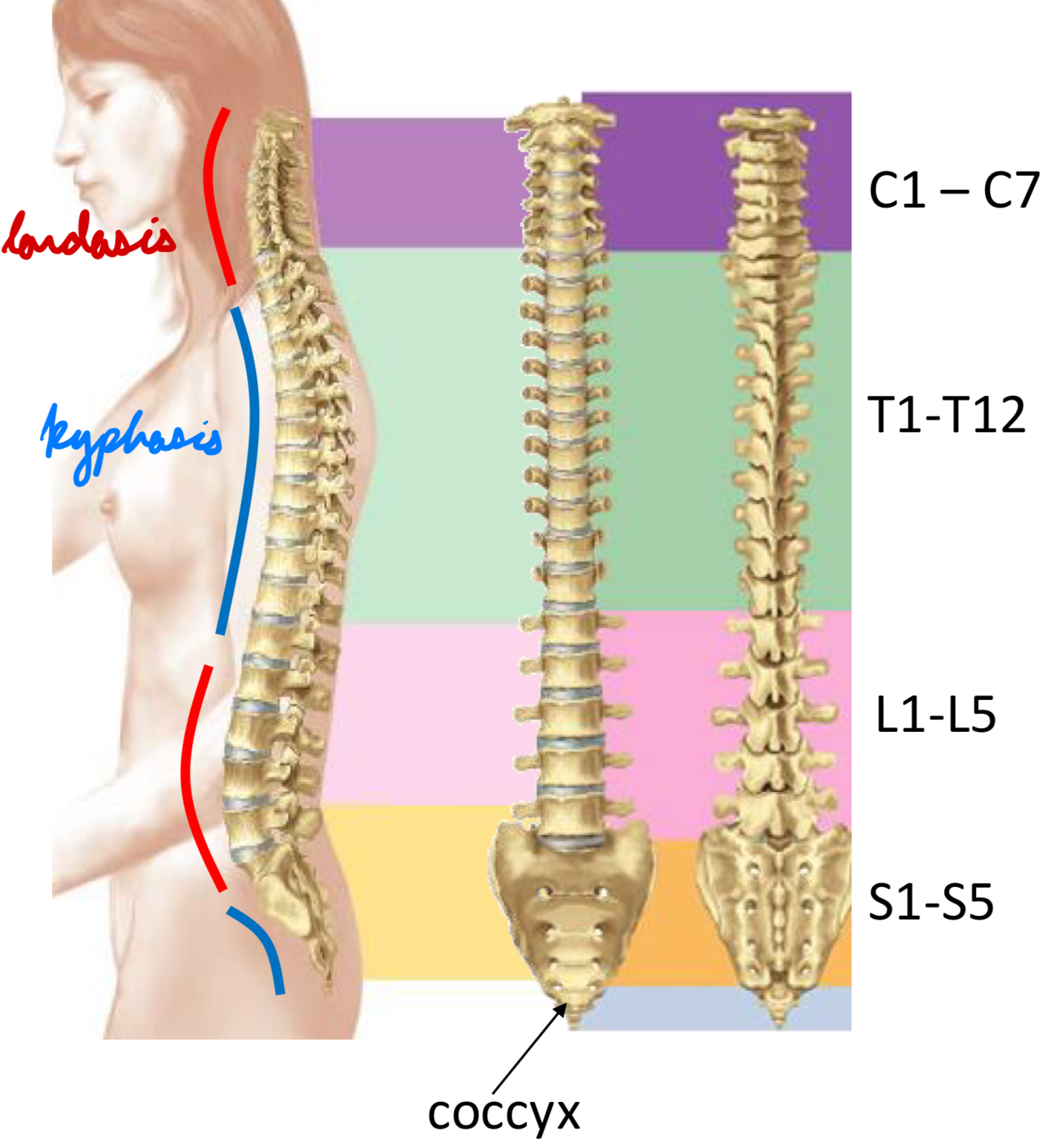 <p>5 regions</p><ol><li><p>Cervical</p></li><li><p>Thoracic</p></li><li><p>Lumbar</p></li><li><p>Sacral</p></li><li><p>Coccygeal</p></li></ol><p></p>