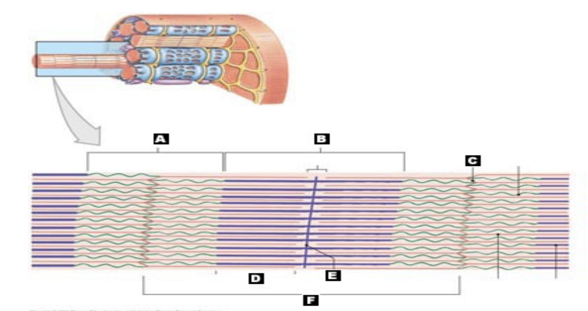 <p>In this <span style="background-color: transparent;">Microscopic anatomy of skeletal muscle, label letter A</span></p>