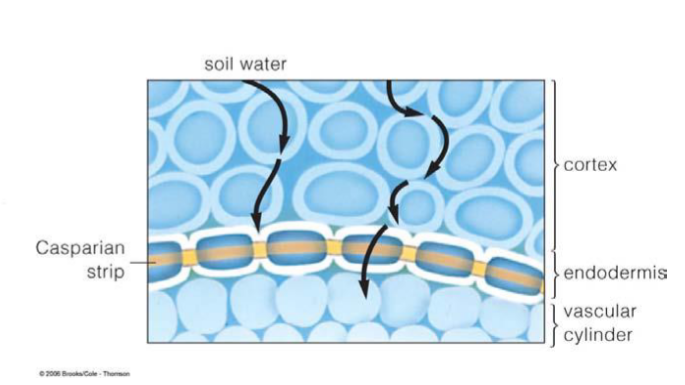<p>A waxy material embedded in the transversal and radial walls of endodermal cells. In some species, located in exodermis</p><ul><li><p>in the cortex</p></li><li><p>forces movement through the living cell โ regulated by the plasma membrane</p></li></ul><p></p>