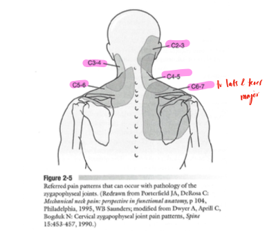<p>C2-C3 refer pain to the back of the lead and laterally, C3-C4 to the lateral neck, C4-C5 into the lateral neck and part of the upper trapezius, C5-C6 into the UT, and C6-C7 into the scapular region (see image)</p>