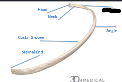 <p>What boney feature of Rib?</p>