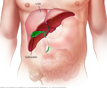 <p>Liver produces bile (breaks down fats); Gallbladder stores bile and releases with meals containing fats; Wind gate - Upper Right of naval</p>