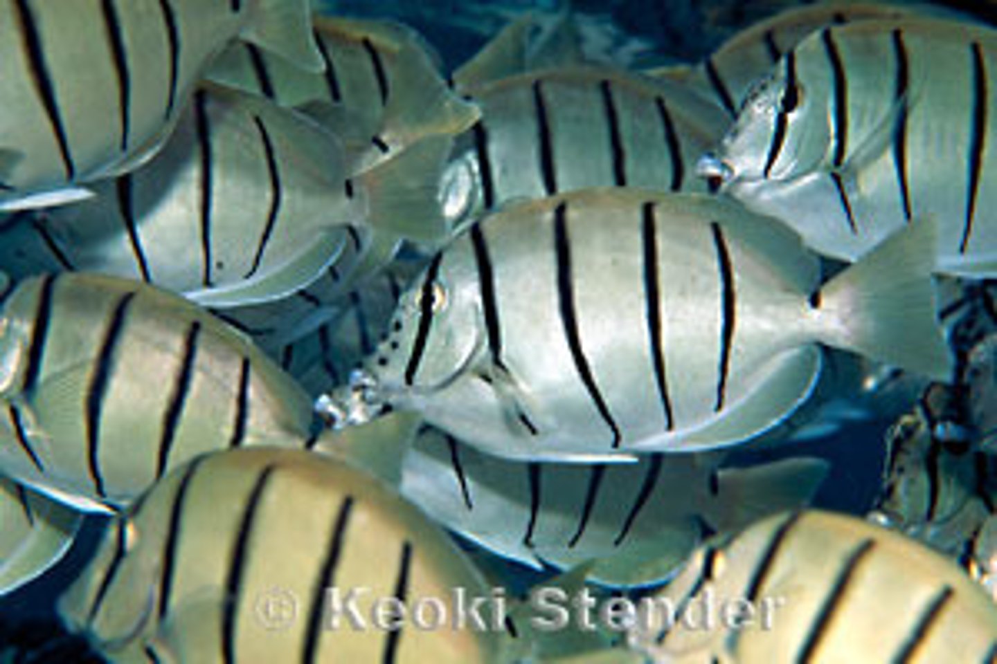 <p>Acanthurus triostegus</p>