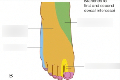 <p><span>cutaneous innervation of the medial posterior foot (green) section</span></p>