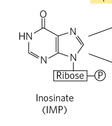 <p>What does IMP contain that is <strong>essential to purines</strong> and <strong>retains the ribose-phosphate group from PRPP</strong></p>
