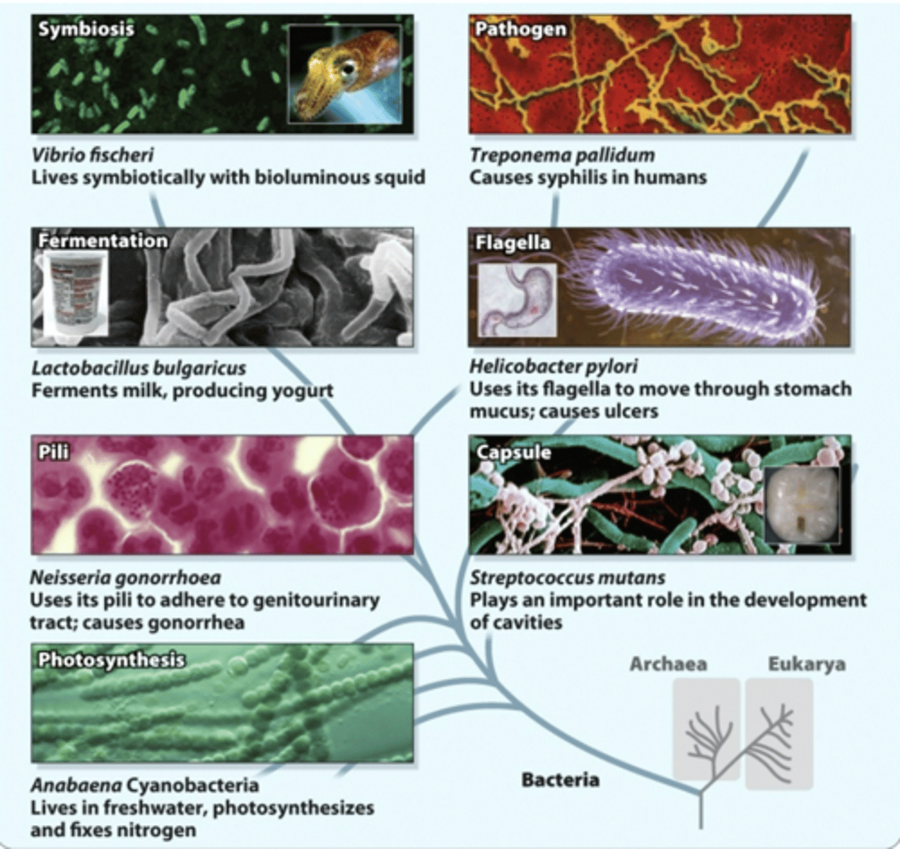 <p>prokaryotes</p>