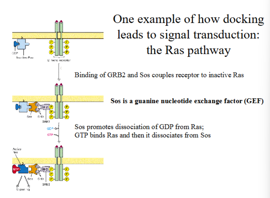 <ol><li><p>GRB2 contains both SH2 domains and SH3 domains</p></li><li><p>GRB2 binds to tyrosine kinase domains of the RTK (SH2)</p></li><li><p>GRB2 binds to Sos, a GEF protein (SH3)</p></li><li><p>Sos binds to nearby Ras, and promotes dissociation of GDP from Ras</p></li><li><p>Ras binds to GTP, is activated, and then it dissociates from Sos</p></li><li><p>Ras is now free to phosphorylate secondary messengers</p></li></ol><p></p>