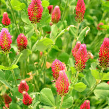 <p>Crimson Clover</p>