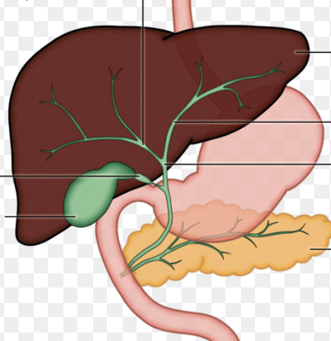 <p><span style="font-family: Calibri, sans-serif;">Right and left hepatic ducts</span></p>