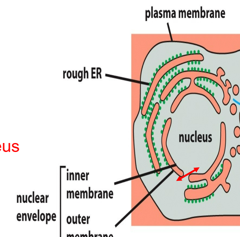 <ul><li><p>protein traffic between the cytosol and nucleus → cytosol to nucleus and/or nucleus to cytosol</p></li><li><p>occurs through nuclear pore complexes from cytosol to nucleus without stepping off of leaflet</p></li><li><p>function as selective gates → actively transport specific macromolecules and macromolecular assembles</p></li><li><p>allow free diffusion of smaller molecules</p></li></ul><p></p>