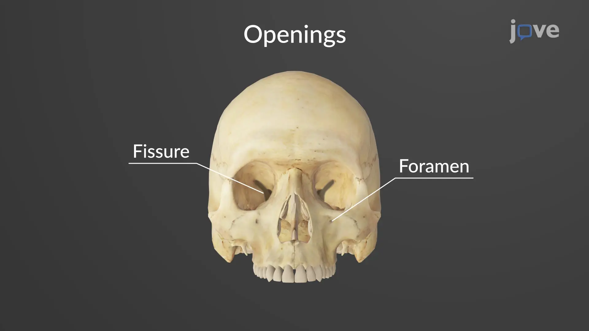 <p>A narrow slit-like opening. A thin opening through bone, often for nerves or vessels. a long, narrow crack, break, or opening in a surface, or a natural groove dividing an organ</p>