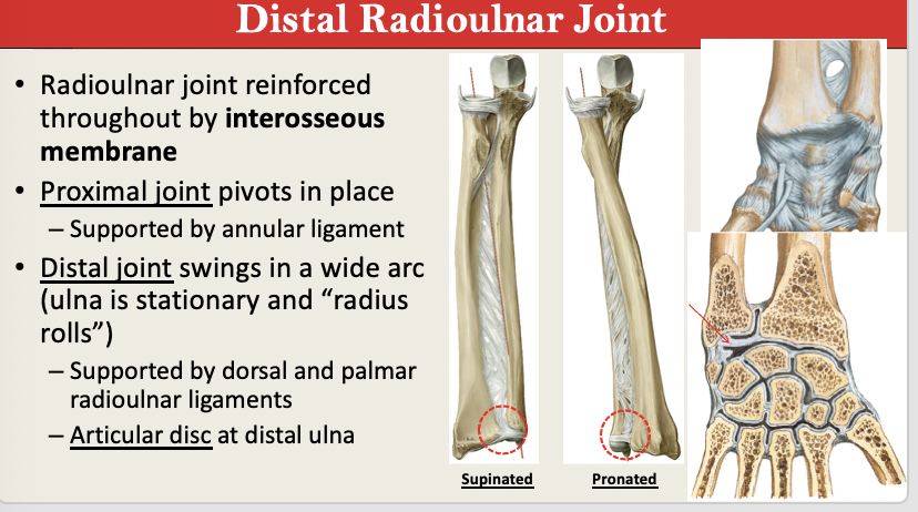 <p>MOVEMENT: Supination + Pronation</p><ul><li><p>Proximal: Annular Ligament</p></li><li><p>Distal: Dorsal + Palmar Radioulnar Ligaents</p></li><li><p>DISTAL: Articular (ulnar Disc) </p></li></ul><p></p>