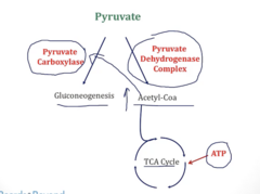 <p>1. High levels of ATP slow down TCA cycle</p><p>2. If TCA slows, Acetyl-CoA ↑↑↑ </p><p>3. High [Acetyl-CoA] activates Pyruvate Carboxylase → shunts pyruvate to gluconeogenesis</p>