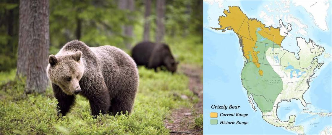 <p>Order: Carnivora</p><p>Family: Ursidae</p><p>Genus species: <u>Ursus arctos</u></p><p>Common name: grizzly bear</p><p>Habitat: grasslands, prairies, forests, and tundra</p><p>Management issues: human-wildlife conflict, big game</p>
