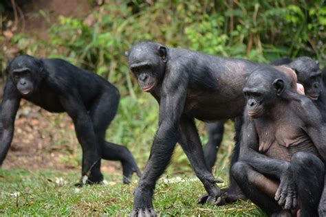<p>Bonobo</p>