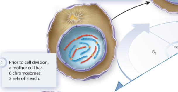 <p>Cell growth occurs and signaling molecules can cause the cell to accumulate molecular changes that promote progression through the cell cycle. The cell must pass the G<sub>1</sub> checkpoint in order to enter the S phase.</p>