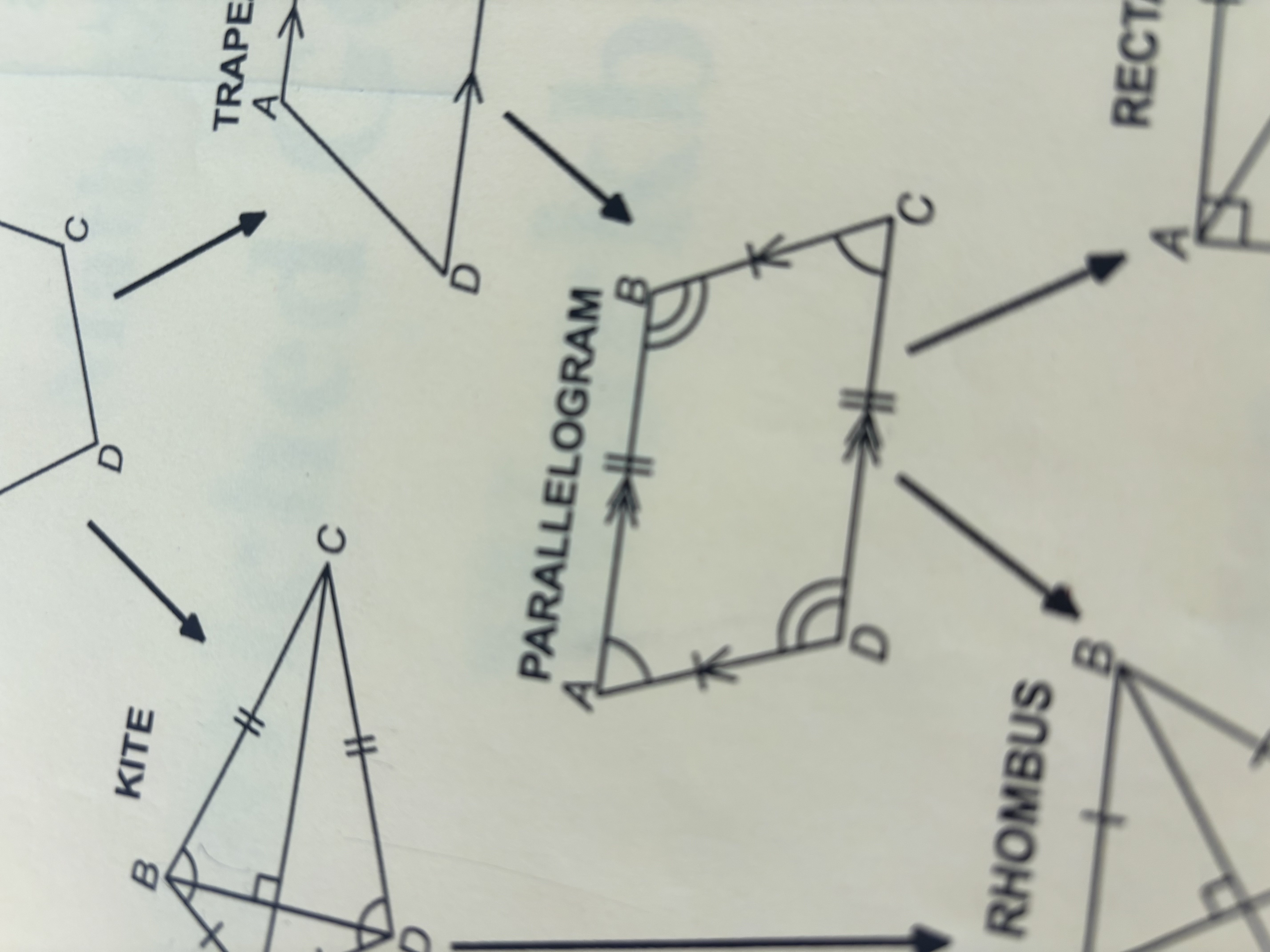 <p>Parallelogram</p>