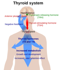 <p>tropic; anterior pituitary</p>