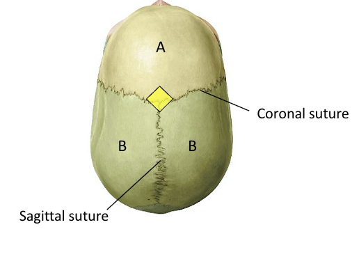 <p>Parietal and Parietal bone</p>