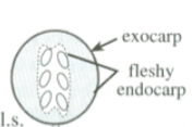 <p>exocarp and fleshy endocarp</p>
